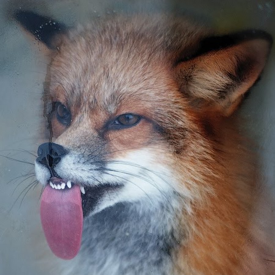 ToothlessFox